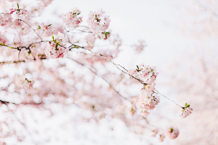 couple kissing in the cherry blossoms in Washington DC on the Tidal Basin