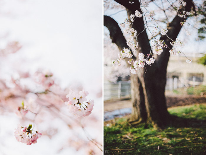 couple kissing in the cherry blossoms in Washington DC on the Tidal Basin