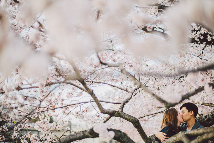 couple kissing in the cherry blossoms in Washington DC on the Tidal Basin