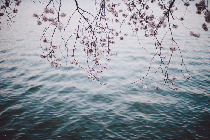 couple kissing in the cherry blossoms in Washington DC on the Tidal Basin