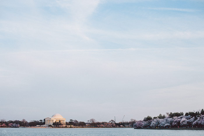 couple kissing in the cherry blossoms in Washington DC on the Tidal Basin