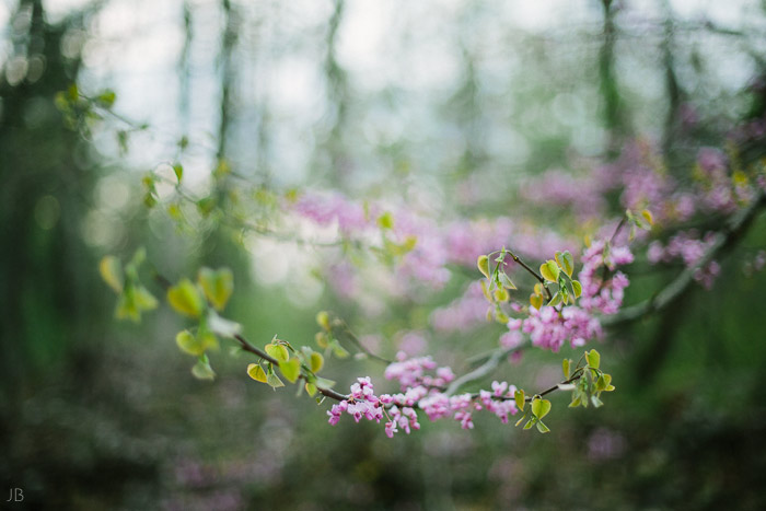 virginia senior portraits in woods autumn and spring film look with vsco