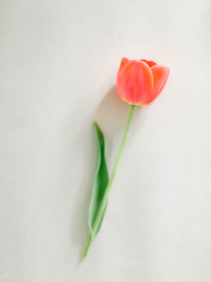 colorful detail image of a tulip in the springtime on fuji