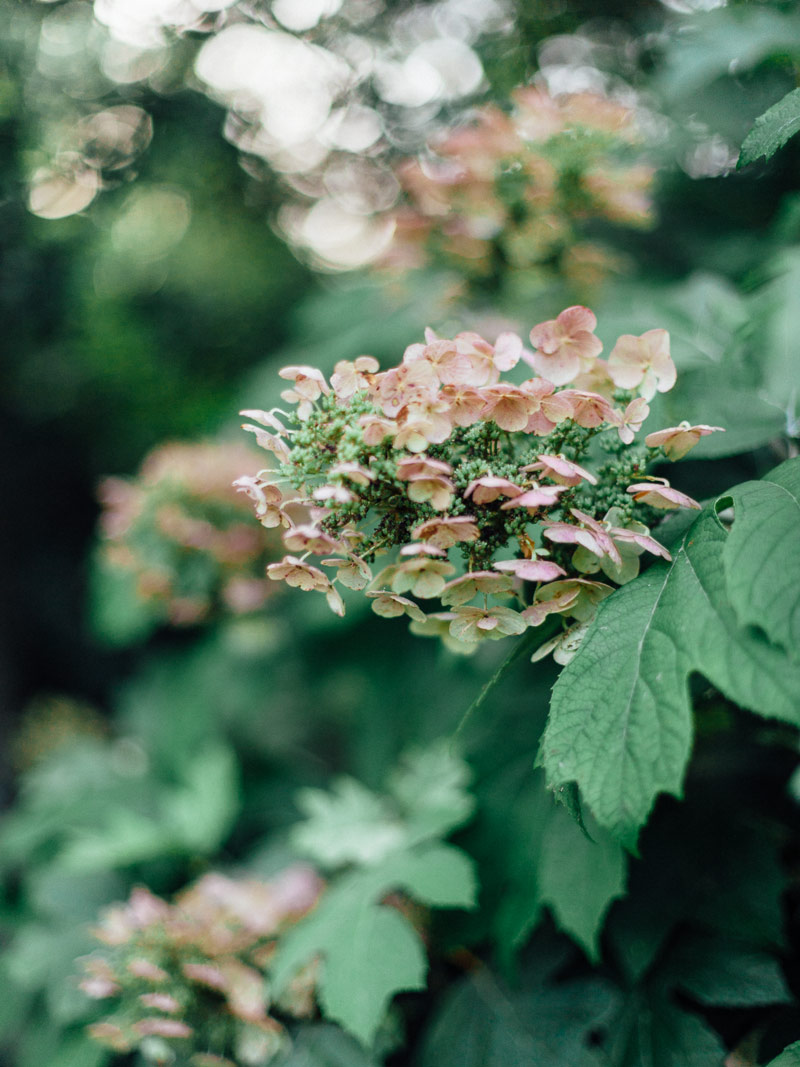 summer garden charlottesville wedding shot on film