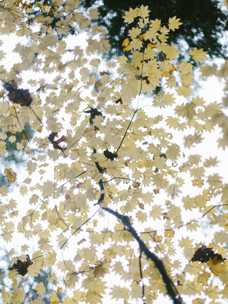 forest park engagement session in portland oregon