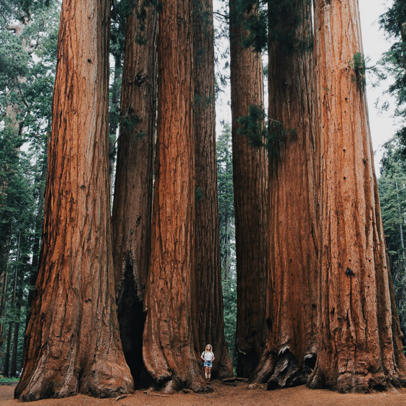 giant trees in sequoia national park california