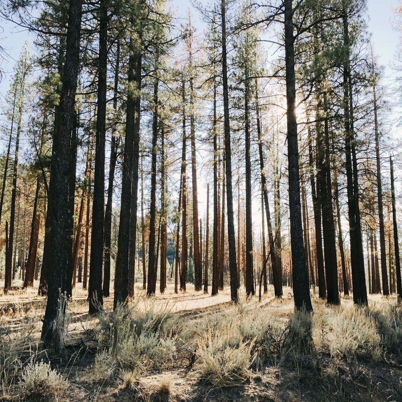 backpacking in a grove of pines in the sespe wilderness in california