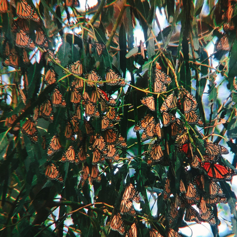 monarch butterflies in the eucalyptus trees in pismo beach california