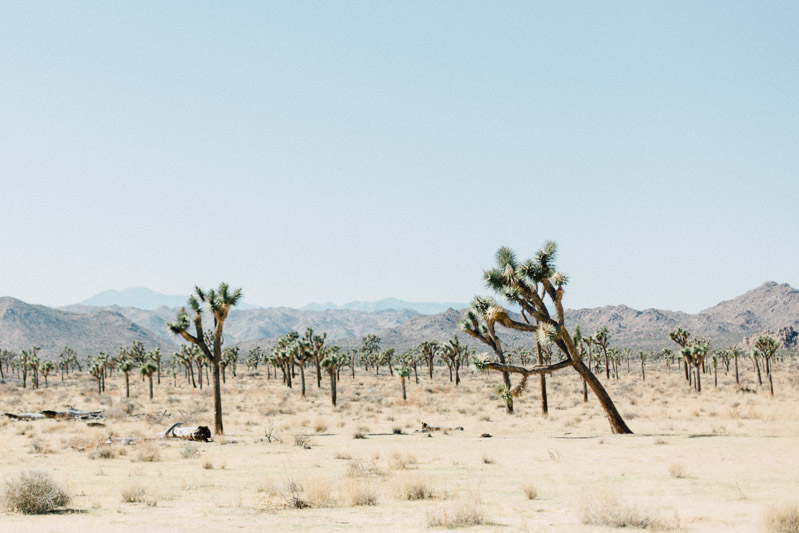 california desert wedding on halloween at the Joshua Tree Inn