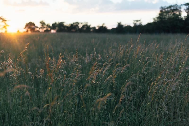 mountain engagement session in big meadows at sunset