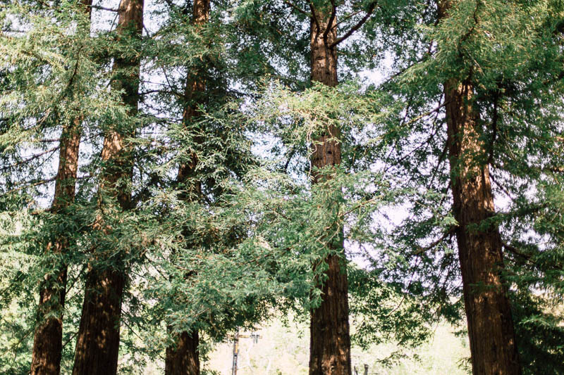 california wedding in Big Sur at the Big Sur River Inn