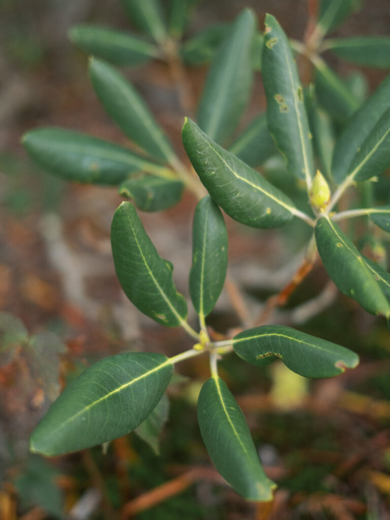 mountain laurel in Grayson highlands