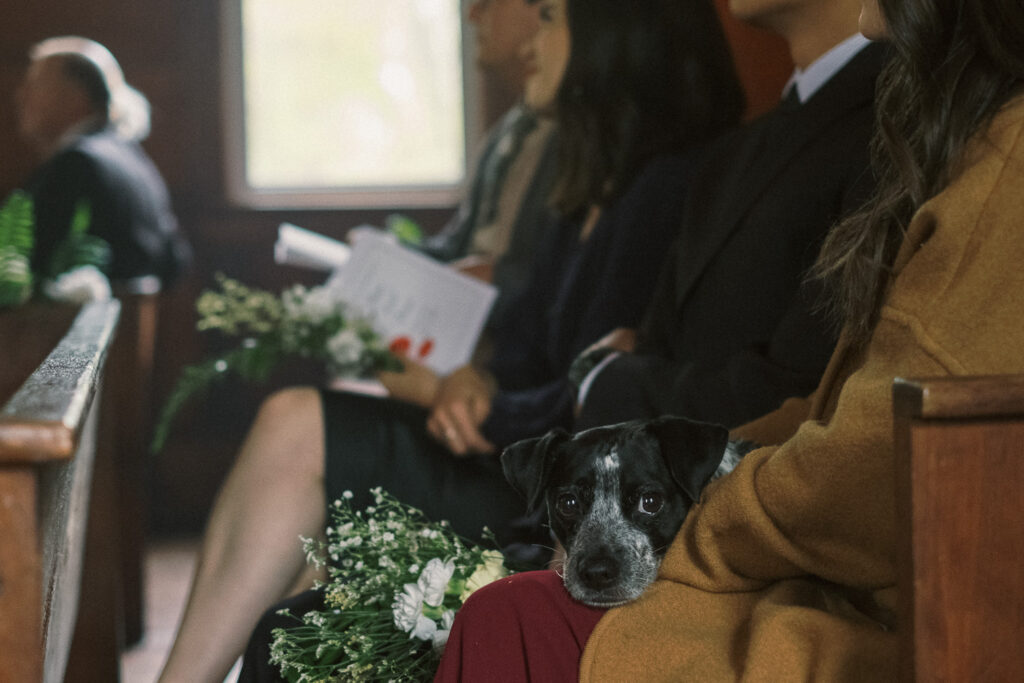 dog watching wedding ceremony at Haines chapel