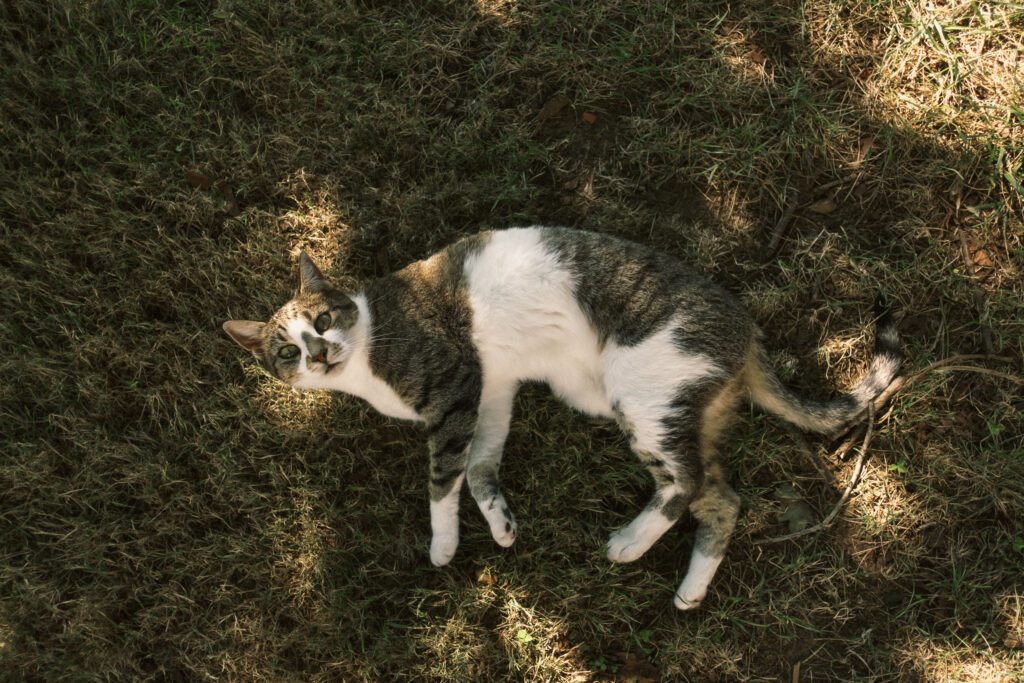 farm cat at wedding - film look 160C Virginia documentary wedding photographer